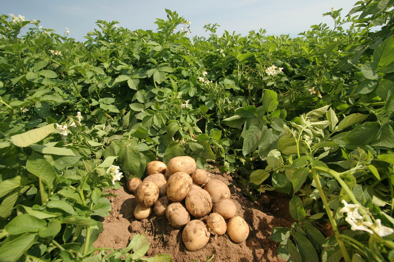 Περουβιανοί επιστήμονες καλλιέργησαν «αρειανές» πατάτες